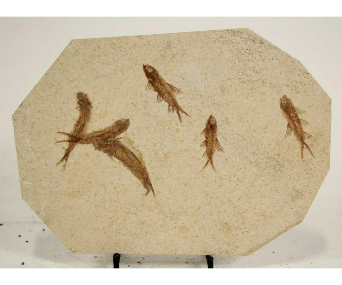 HIGH DETAIL 6 FISH FOSSIL (1 of 2)