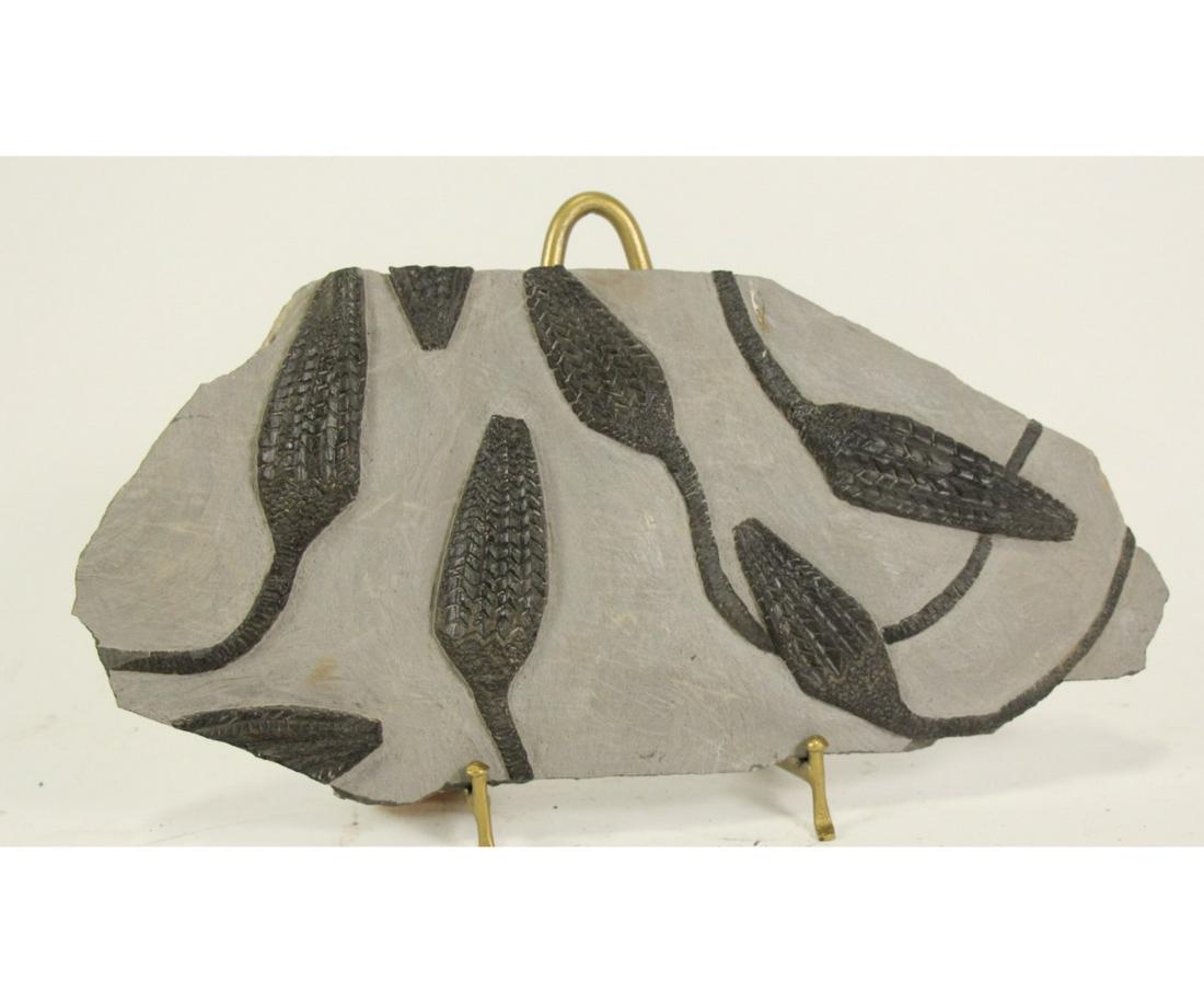 SPECTACULAR CRINOID FOSSIL PLATE (1 of 2)
