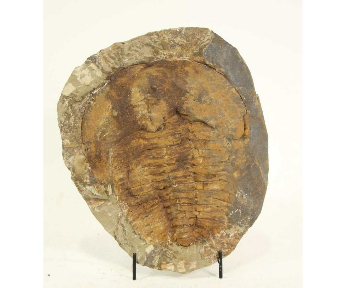 LARGE TRILOBITE FOSSIL (1 of 3)