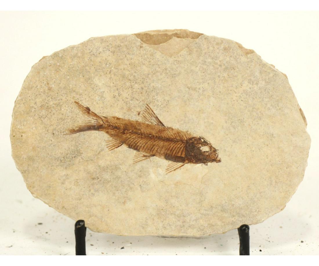 HIGH DETAIL FISH FOSSIL: HIGH DETAIL FISH FOSSIL - (F94)