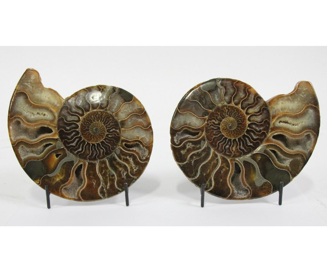 PAIR OF POLISHED AMMONITE SLICES (1 of 3)
