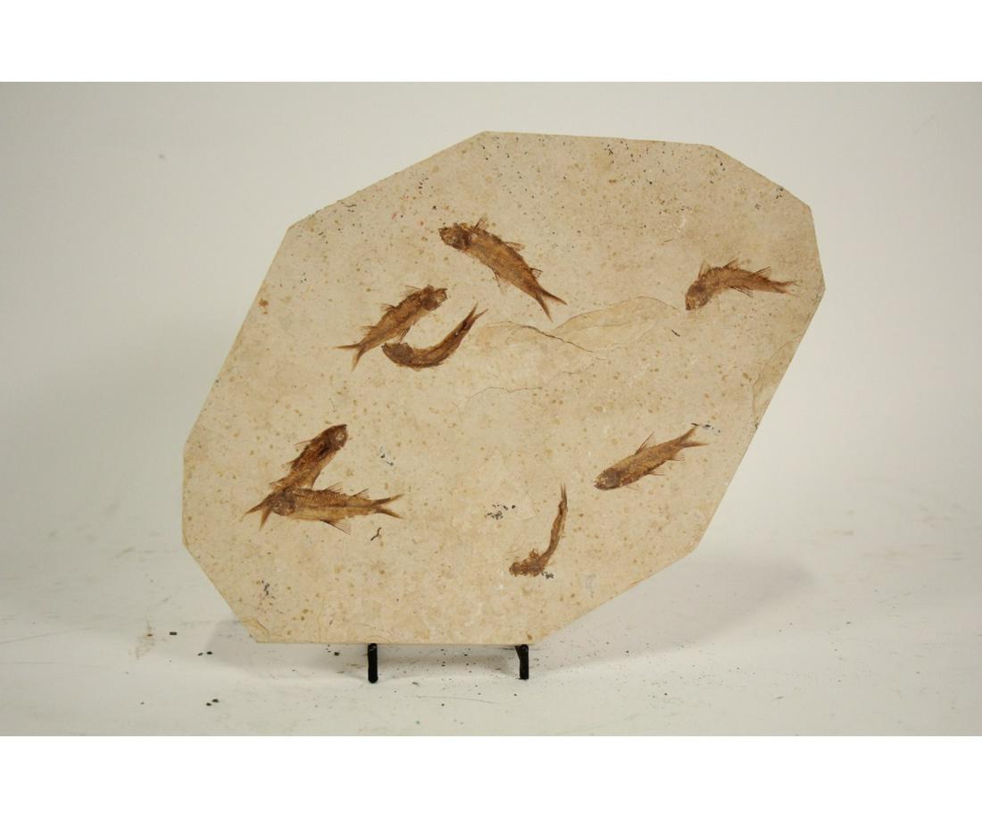 HIGH DETAIL 8 FISH FOSSIL: HIGH DETAIL 8 FISH FOSSIL - (F119) 2.0 LB Height: 8.5 in. by Width: 11 in. by Depth: .25
