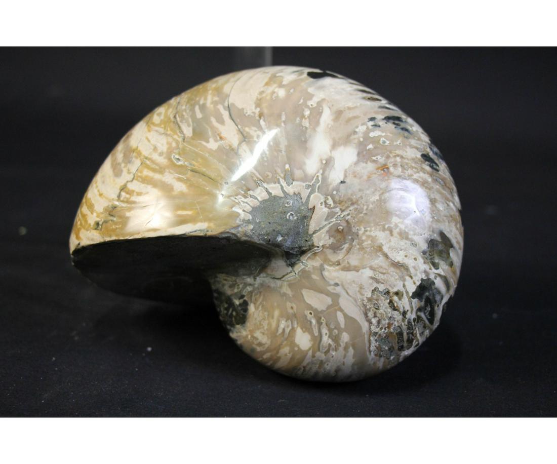 RARE HUGE OPALIZED AMMONITE (1 of 5)