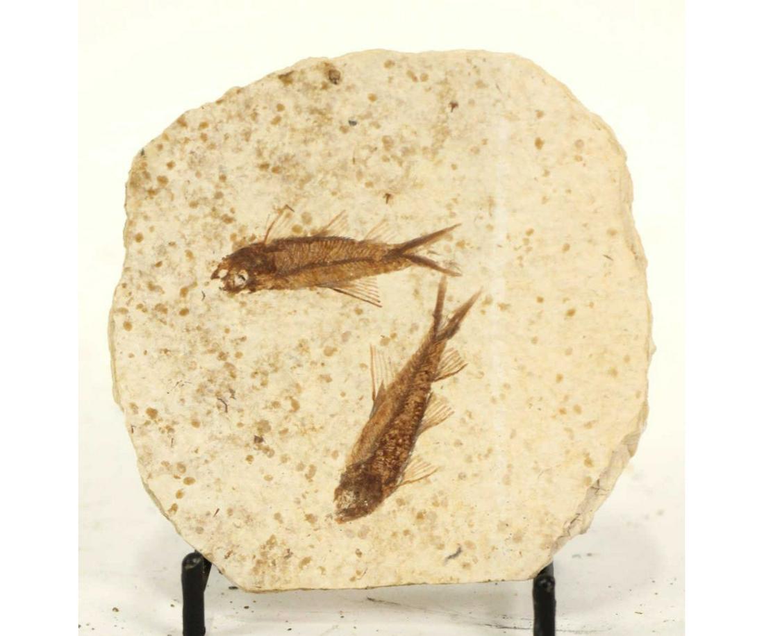 HIGH DETAIL 2 FISH FOSSIL (1 of 1)