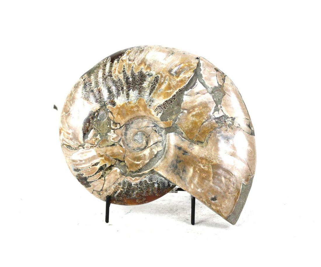 POLISHED AMMONITE FOSSIL (1 of 4)