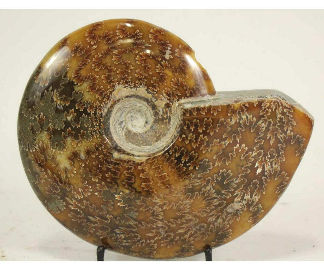 POLISHED AMMONITE FOSSIL (1 of 3)
