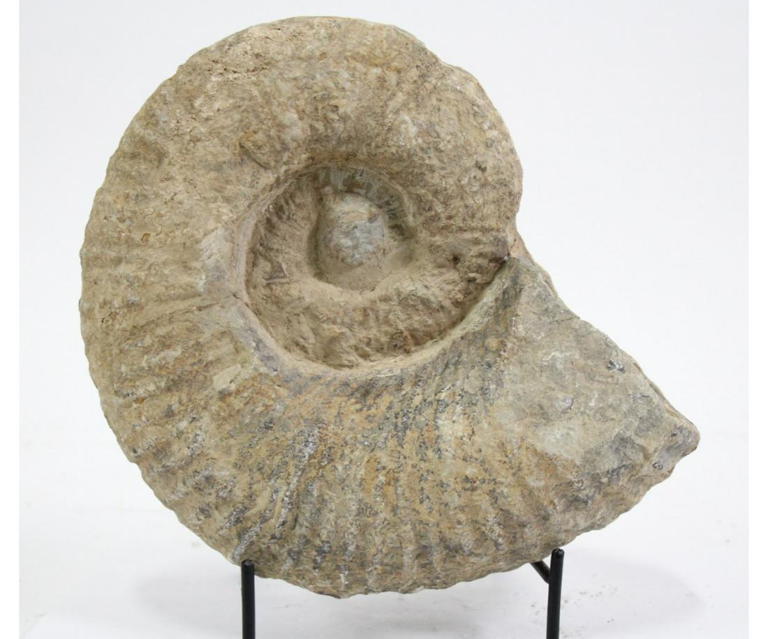 UNPOLISHED AMMONITE FOSSIL: UNPOLISHED AMMONITE FOSSIL - (F67) 8.6 LB Height: 8 in. by Width: 8.5 in. by Depth: 1.5 in.