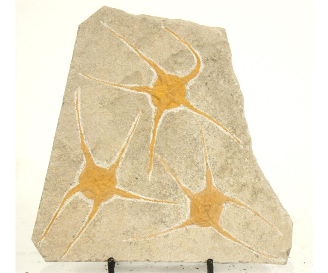 MOROCCAN JURASSIC STARFISH FOSSIL (1 of 2)