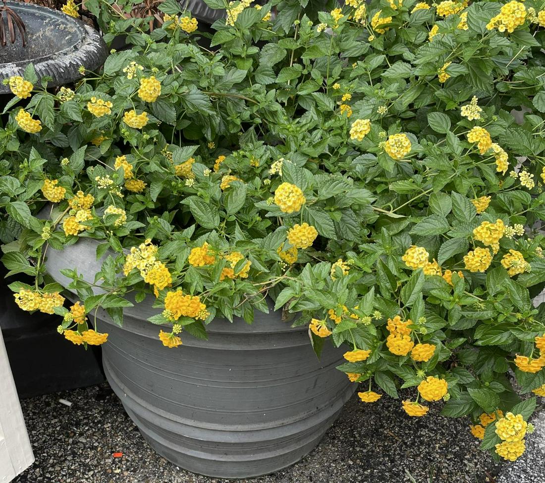 ROUND OUTDOOR CONCRETE FLOWER POT (1 of 1)