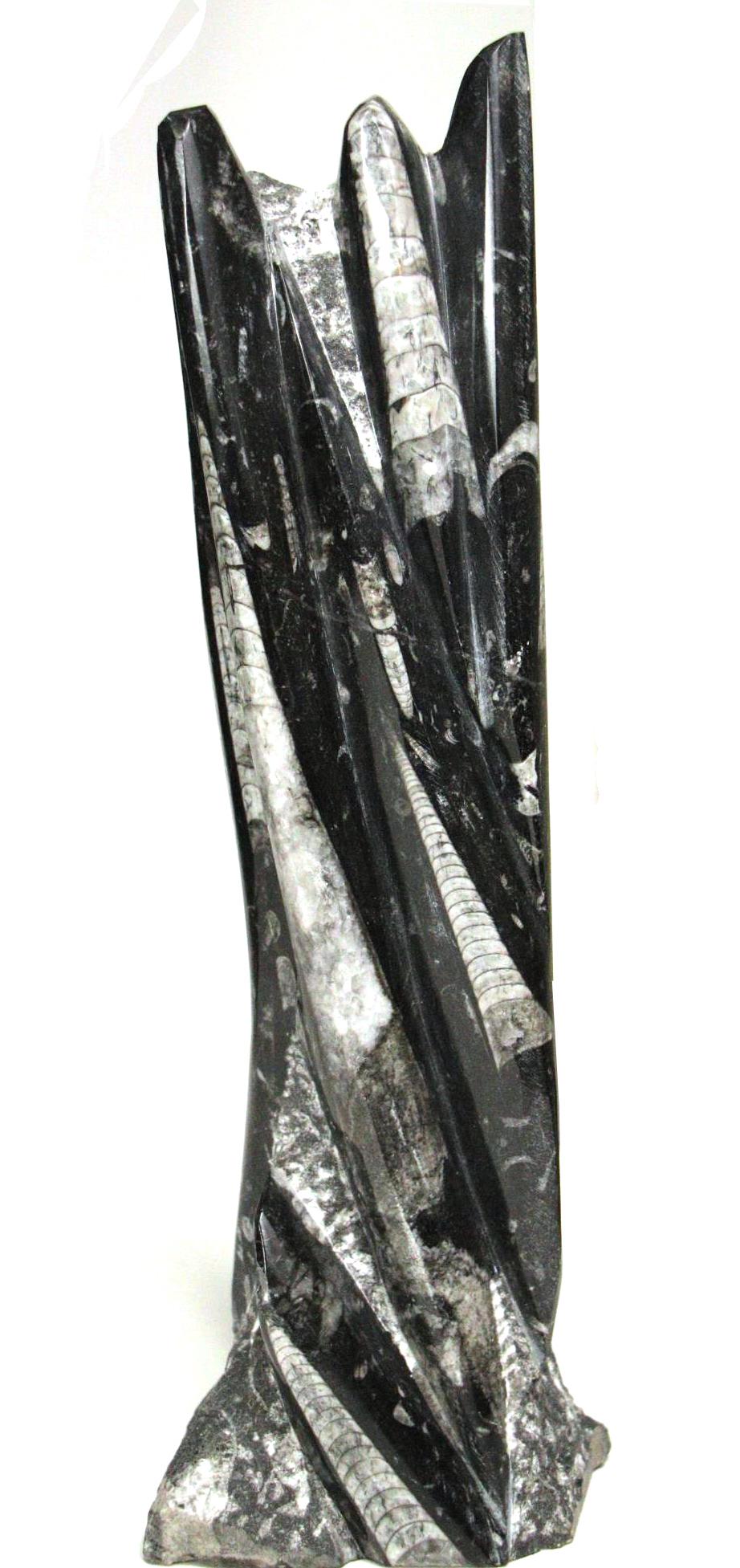 MEDIUM ORTHOCERAS TOWER (1 of 5)