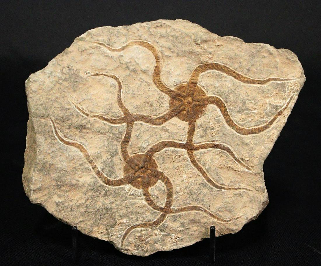 MOROCCAN JURASSIC STARFISH FOSSIL (1 of 3)