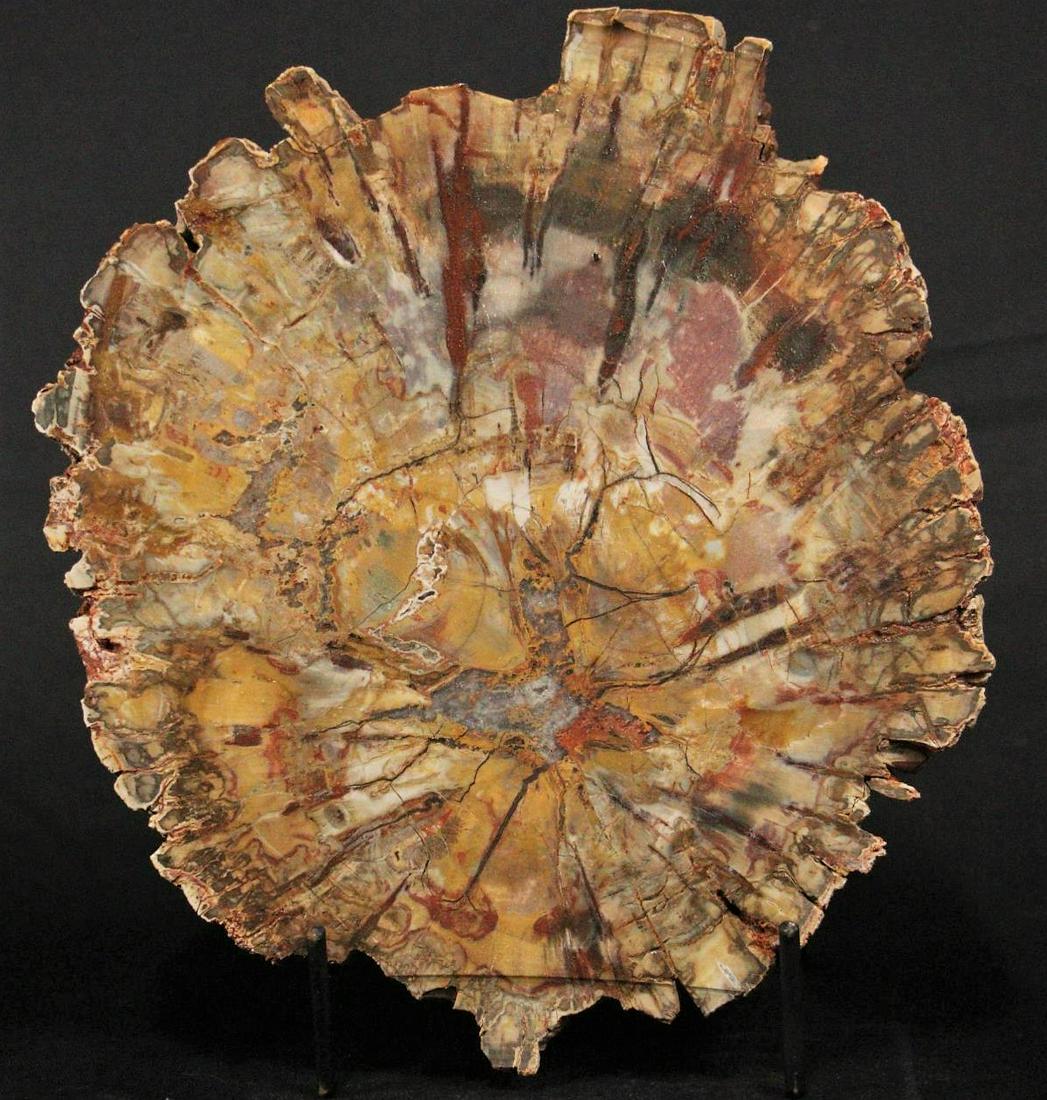 POLISHED PETRIFIED WOOD BRANCH (1 of 3)