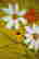 item-108882516=2