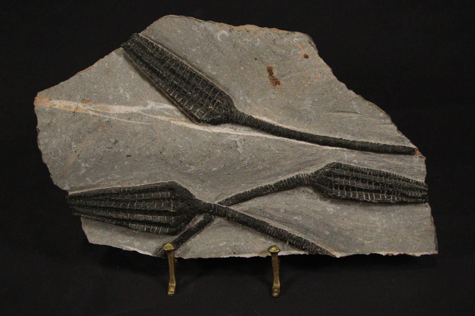 SPECTACULAR FOSSIL CRINOID GROUP: SPECTACULAR FOSSIL CRINOID GROUP - (F142) 5.0 LBS. Height: 7.5 in. by Width: 12.5 in. by Depth: .5 in.