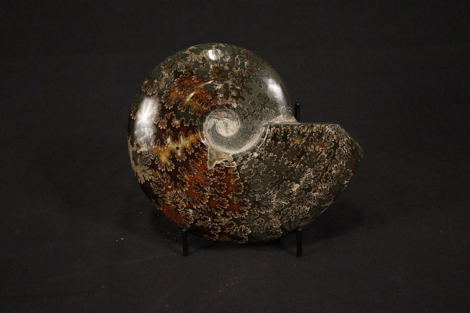 POLISHED AMMONITE FOSSIL: POLISHED AMMONITE FOSSIL - F145 - 2.4LBS Height: 6 in. by Width: 7 in. by Depth: 2