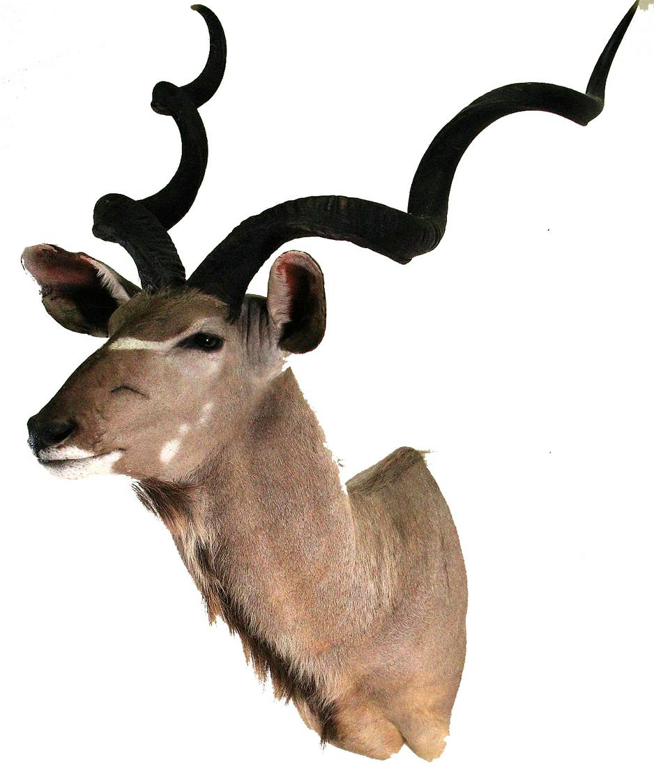 KUDU SHOULDER MOUNT: KUDU SHOULDER MOUNT. Height: 61 in. by Width: 37 in. by Depth: 31 in.