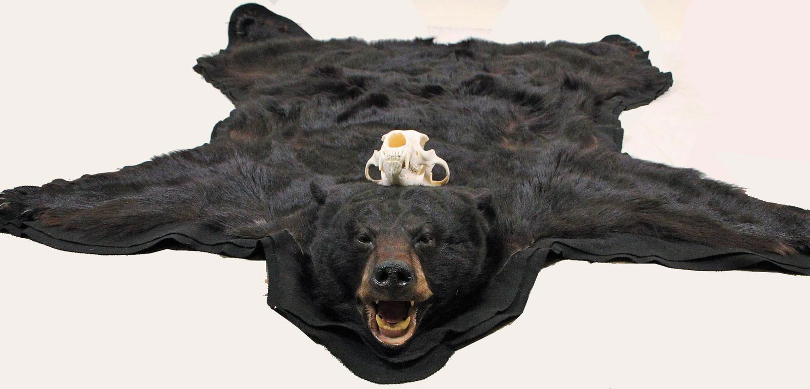 BLACK BEAR RUG AND SKULL: BLACK BEAR RUG AND SKULL.