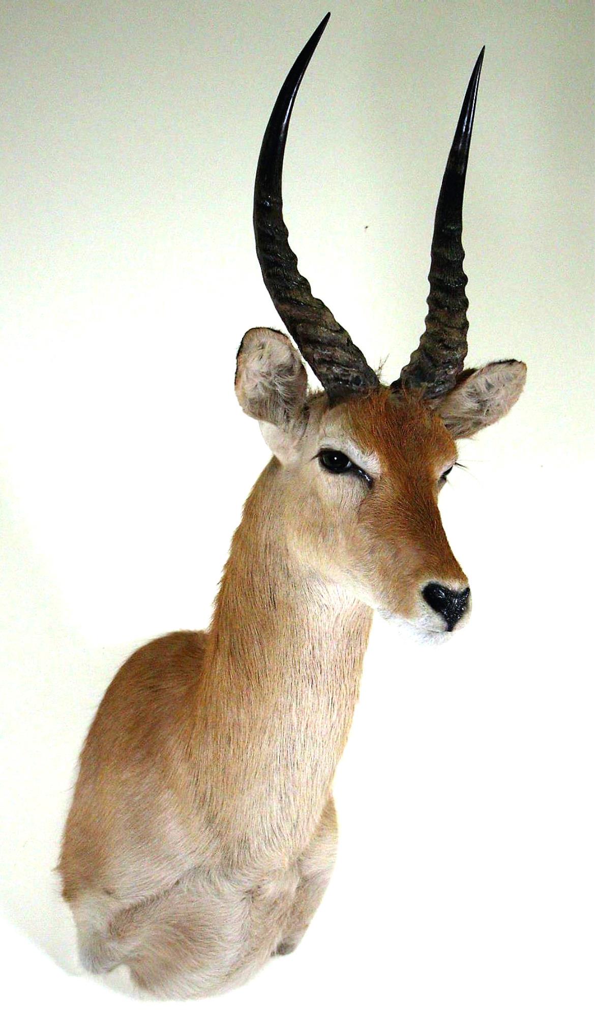 BUSHBUCK SHOULDER MOUNT: BUSHBUCK SHOULDER MOUNT. Height: 42 in. by Width: 12 in. by Depth: 22 in.