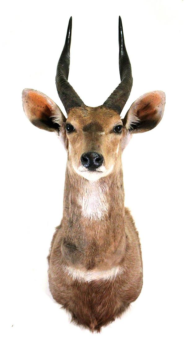 AFRICAN BUSHBUCK SHOULDER MOUNT: AFRICAN BUSHBUCK SHOULDER MOUNT. Height: 33 in. by Width: 8 in. by Depth: 19 in.