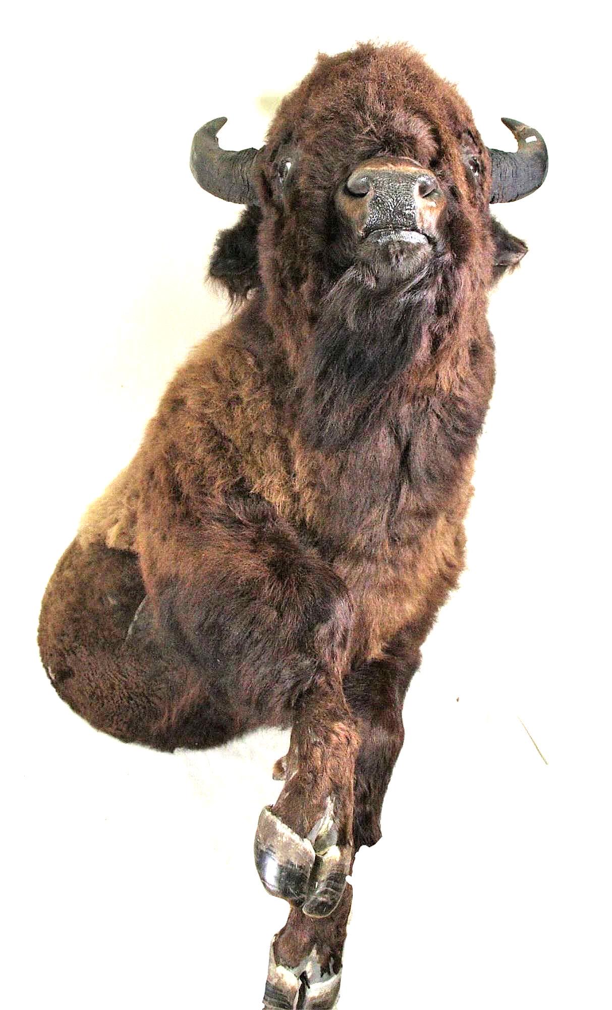 BISON (BUFFALO) SHOULDER MOUNT: BISON (BUFFALO) SHOULDER MOUNT. Height: 61 in. by Width: 35 in. by Depth: 61 in.