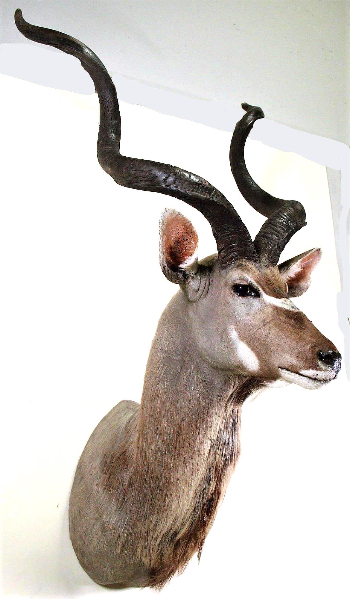 KUDU SHOULDER MOUNT: KUDU SHOULDER MOUNT. Height: 70 in. by Width: 40 in. by Depth: 31 in.