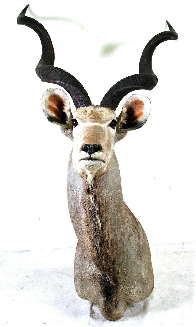 KUDU SHOULDER MOUNT: KUDU SHOULDER MOUNT. Height: 64 in. by Width: 31 in. by Depth: 39 in.