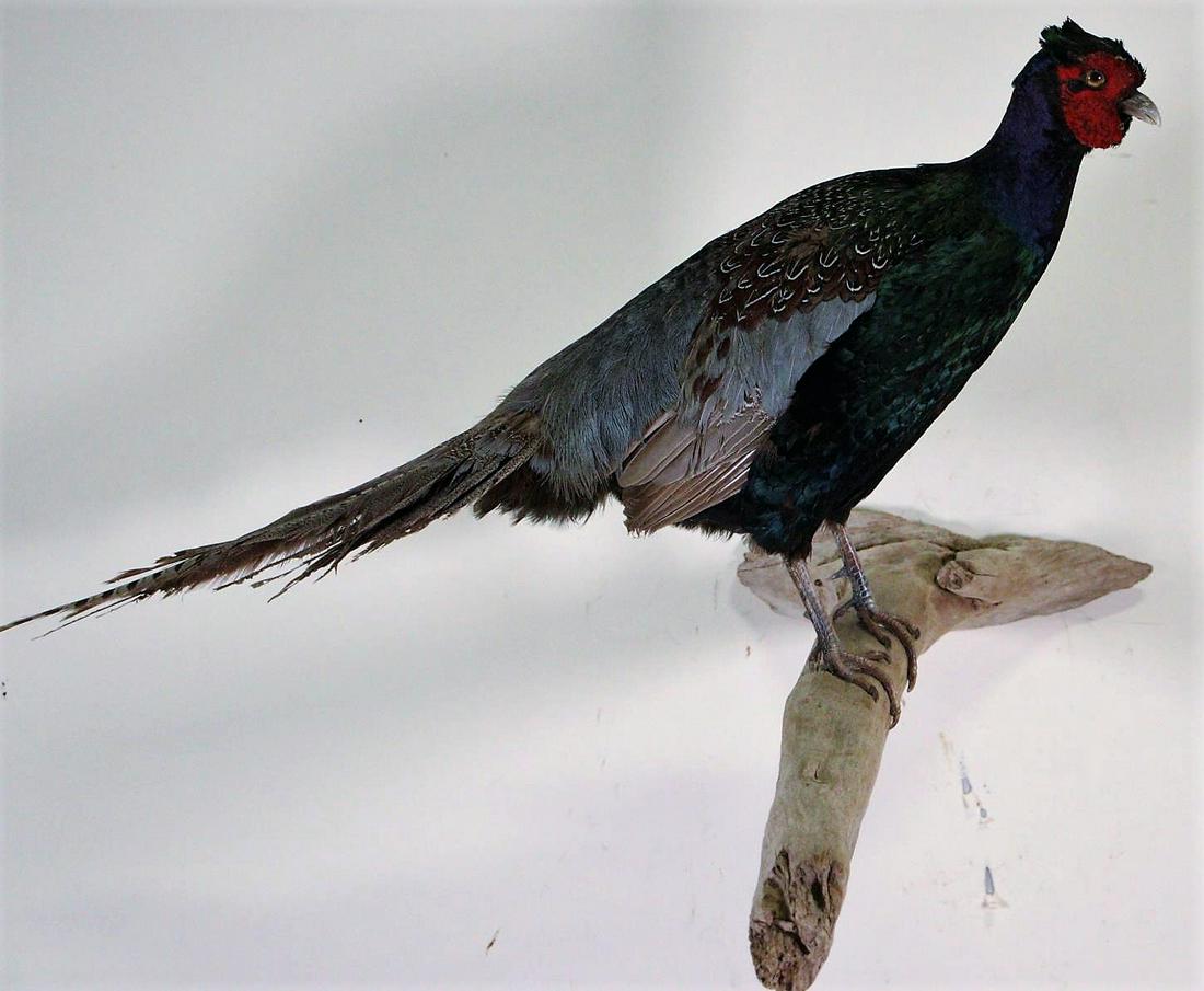 MELANISTIC PHEASANT FULL BODY MOUNT: MELANISTIC PHEASANT FULL BODY MOUNT ON BRANCH. Height: 14 in. by Width: 25 in. by Depth: 20 in.