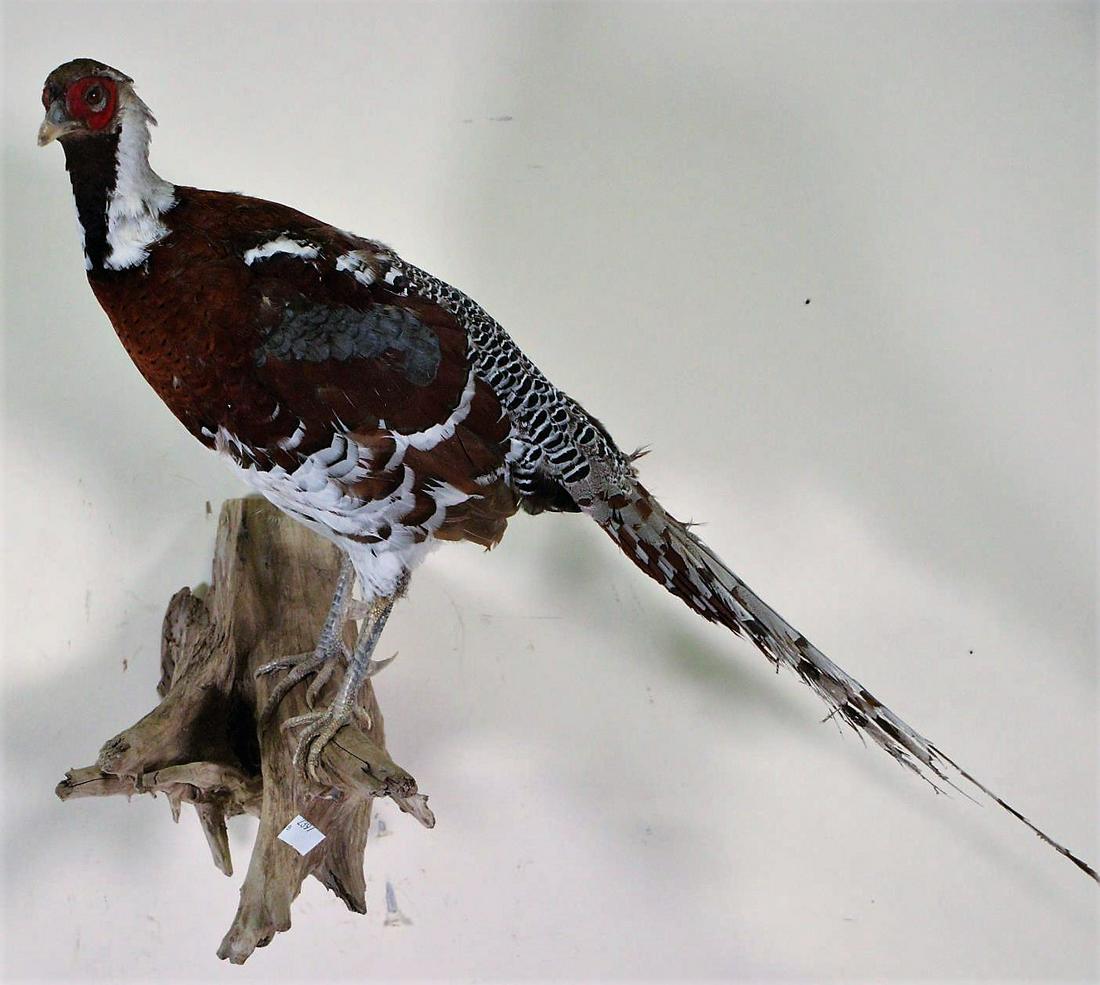 RINGNECKED PHEASANT FULL BODY MOUNT: RINGNECKED PHEASANT FULL BODY MOUNT ON BRANCH. Height: 21 in. by Width: 25 in. by Depth: 10 in.