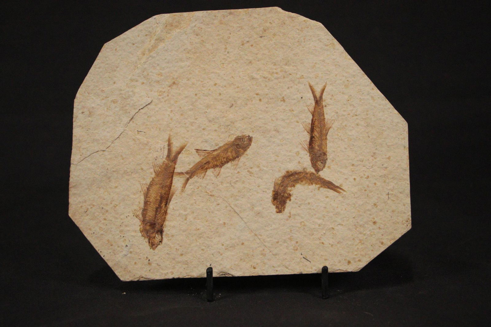 HIGH DETAIL 4 FISH FOSSIL: HIGH DETAIL 4 FISH FOSSIL - (F115) 1.2 LBS. Height: 6 in. by Width: 8 in. by Depth: .25 in.