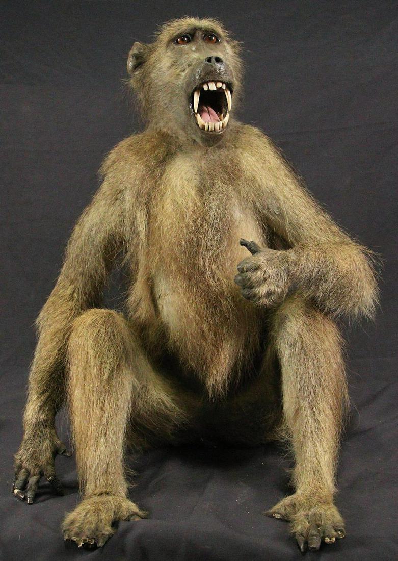 ANTIQUE BABOON FULL BODY MOUNT: ANTIQUE BABOON FULL BODY MOUNT. Height: 28 in. by Width: 23 in. by Depth: 33 in.