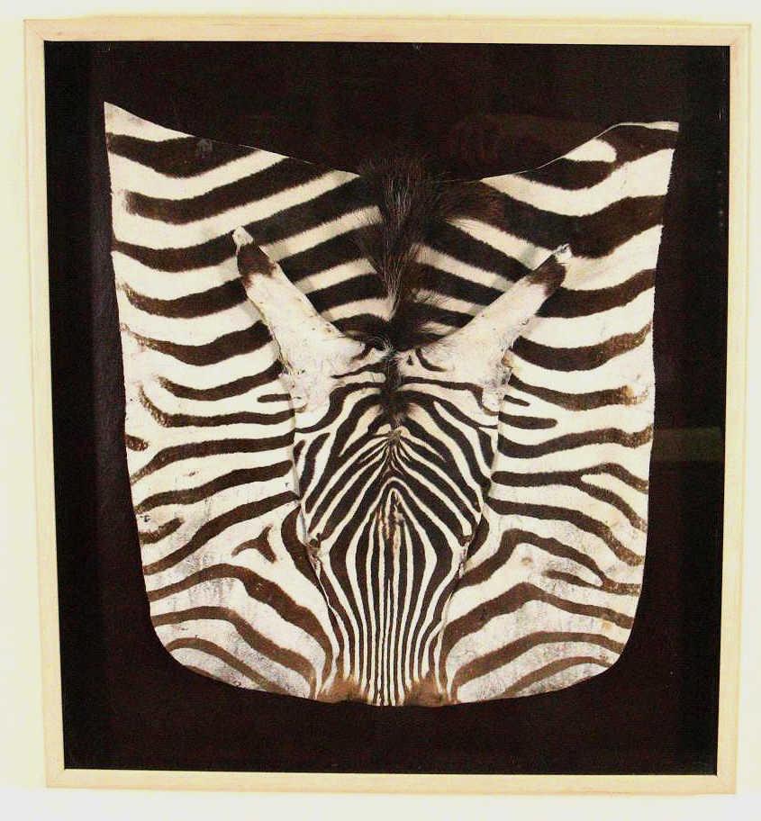 ZEBRA HIDE IN A SHADOW BOX: ZEBRA HIDE IN A SHADOW BOX Height: 29 in. by Width: 26
