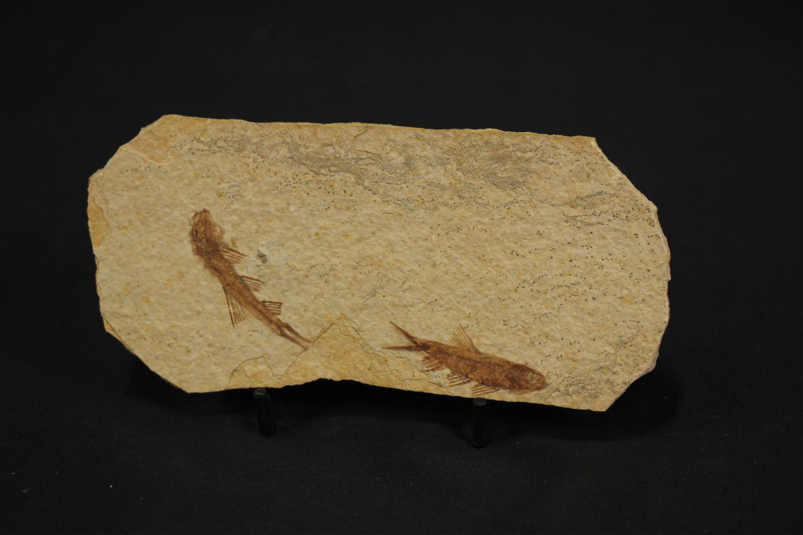 HIGH DETAIL 2 FISH FOSSIL: HIGH DETAIL 2 FISH FOSSIL - (F113) .6 LBS. Height: 3 in. by Width: 6.5 in. by Depth: .5 in.