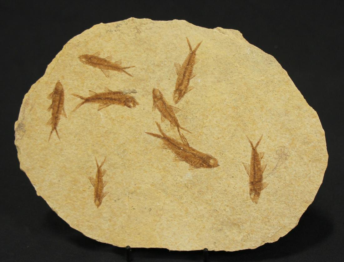 HIGH DETAIL 8 FISH FOSSIL: HIGH DETAIL 8 FISH FOSSIL - (F172) - 1 LBS. Height: 7 in. by Width: 10 in. by Depth: 1 IN.