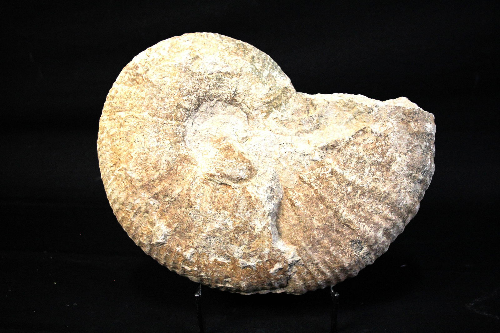 GIANT UNPOLISHED AMMONITE FOSSIL ON STAND: GIANT 12 INCH AMMONITE FOSSIL ON STAND (F52) 12 LBS. Height: 12 in. by Width: 10 in.