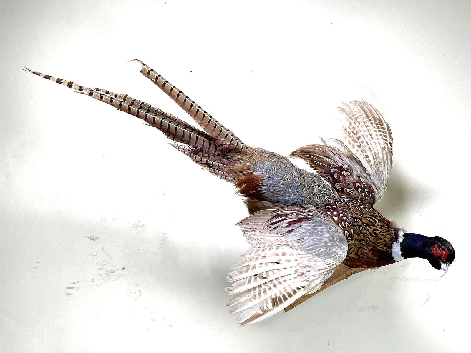 FULL BODY PHEASANT MOUNT ON BRANCH: FULL BODY PHEASANT MOUNT ON BRANCH. Height: 24 in. by Width: 18 in. by Depth: 12 in.