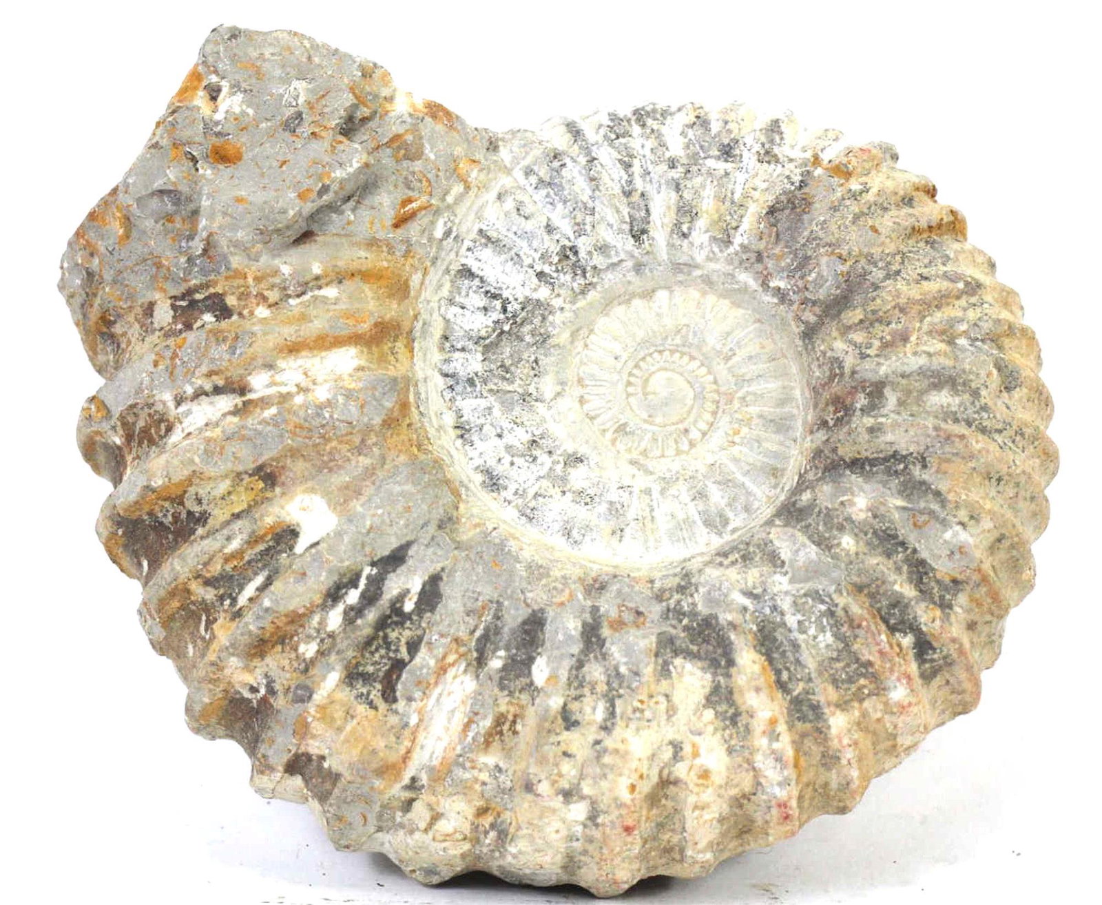 LARGE RETICULATED AMMONITE FOSSIL (1 of 3)