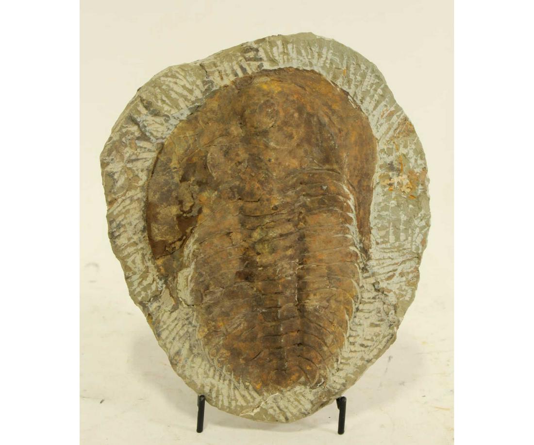 LARGE TRILOBITE PLATE (1 of 3)