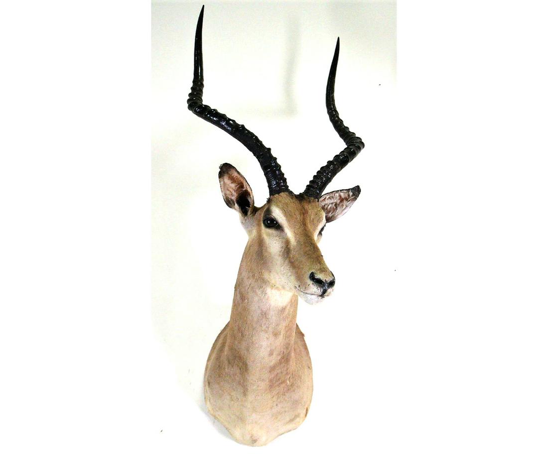 IMPALA SHOULDER MOUNT: IMPALA SHOULDER MOUNT.