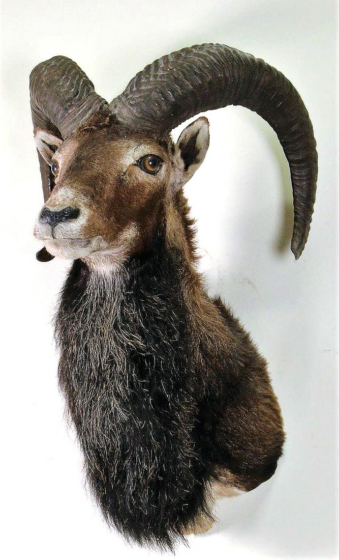 MOUFLON RAM SHOULDER MOUNT (#0026) on Mar 26, 2022 | Lewis & Maese