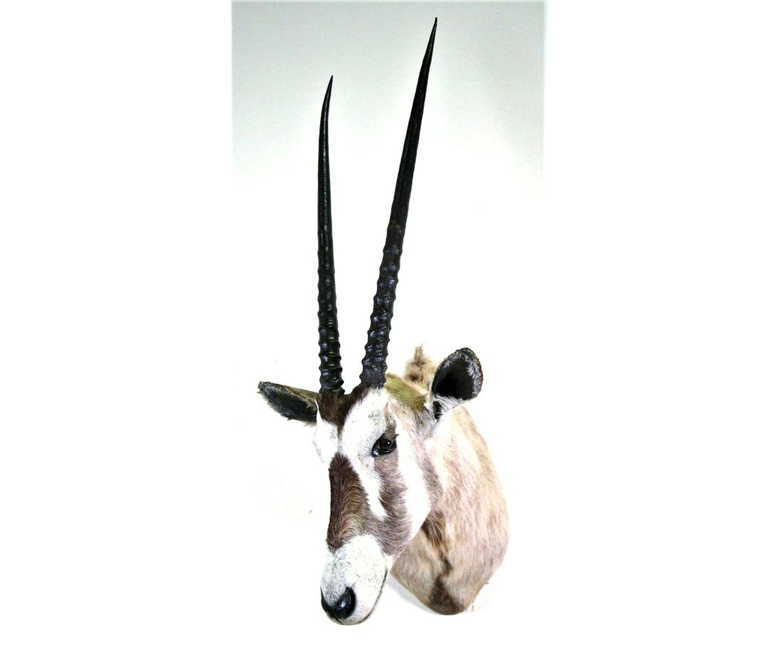 GEMSBOK ANTELOPE SHOULDER MOUNT: GEMSBOK ANTELOPE SHOULDER MOUNT. Height: 43 in. by Width: 9 in. by Depth: 21 in.