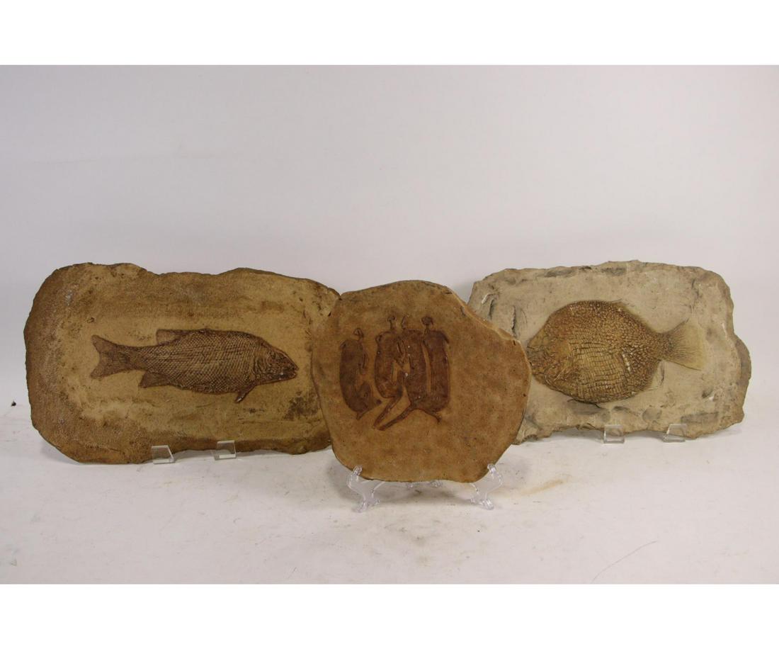 SET OF THREE CLAY FAUX FOSSIL WALL HANGINGS: SET OF THREE CLAY FAUX FOSSIL WALL HANGINGS.