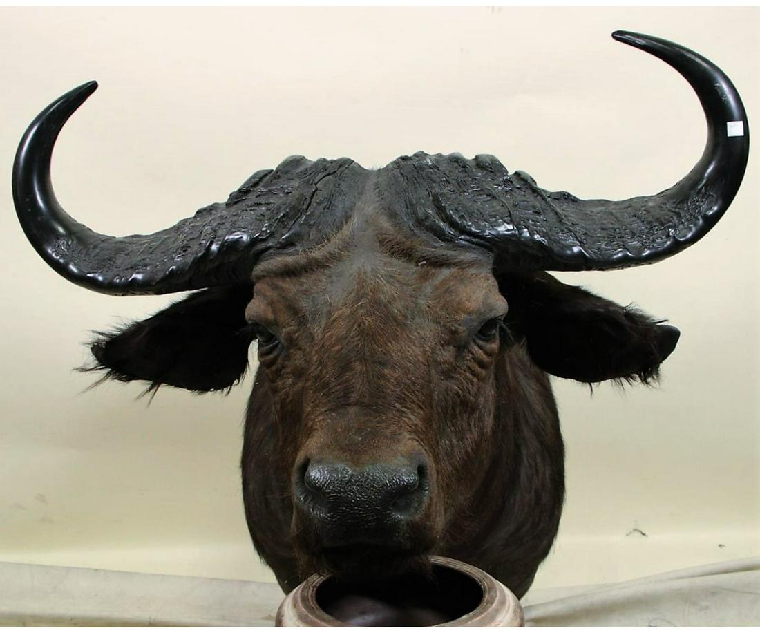 WATER BUFFALO SHOULDER MOUNT: WATER BUFFALO SHOULDER MOUNT. Height: 34 in. by Width: 35 in. by Depth: 45 in.