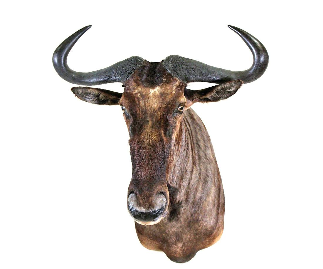 BLUE WILDEBEEST SHOULDER MOUNT: BLUE WILDEBEEST SHOULDER MOUNT. Height: 35 in. by Width: 12 in. by Depth: 27 in.