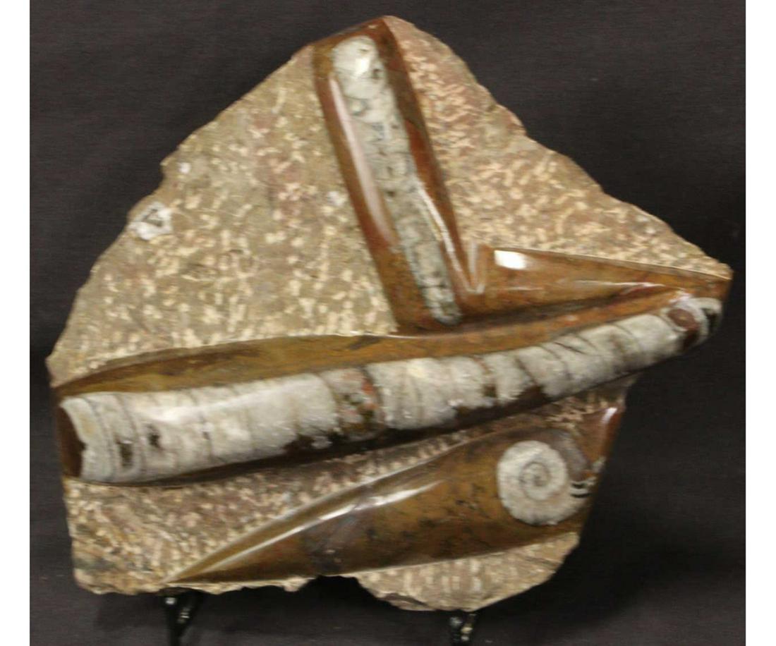 ORTHOCERAS FOSSIL PLATE: ORTHOCERAS FOSSIL PLATE 3.0 LBS Height: 7 in. by Width: 8 in. by Depth: 1 IN.