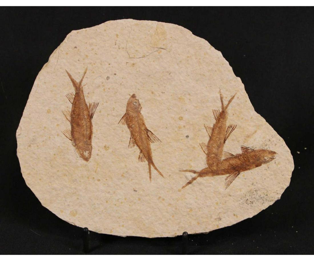 HIGH DETAIL 4 FISH FOSSIL (1 of 3)