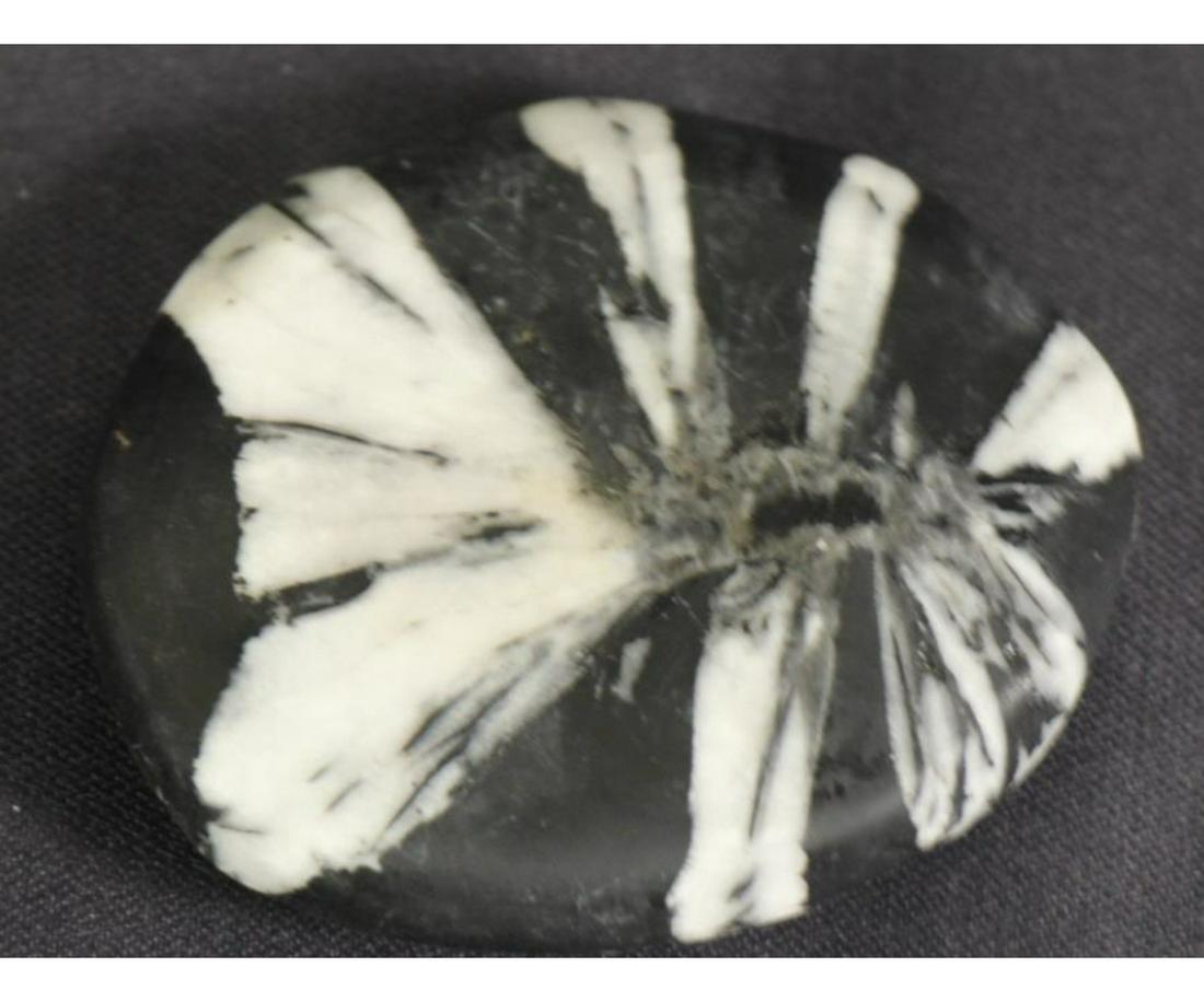 CHRYSANTHEMUM STONE FOSSIL (1 of 3)