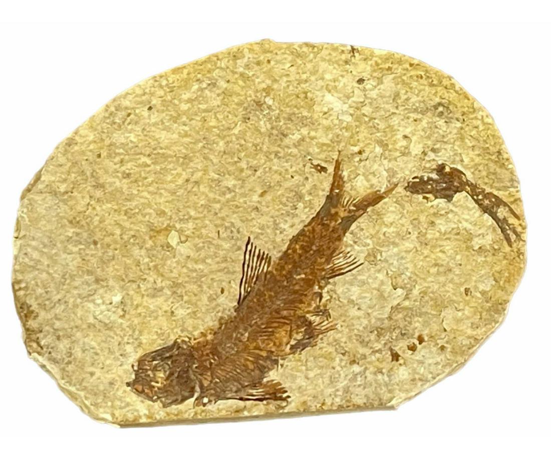 HIGH DETAIL FISH FOSSIL: HIGH DETAIL FISH FOSSIL - (F162) 0.3 LBS Height: 3.5 in. by Width: 3