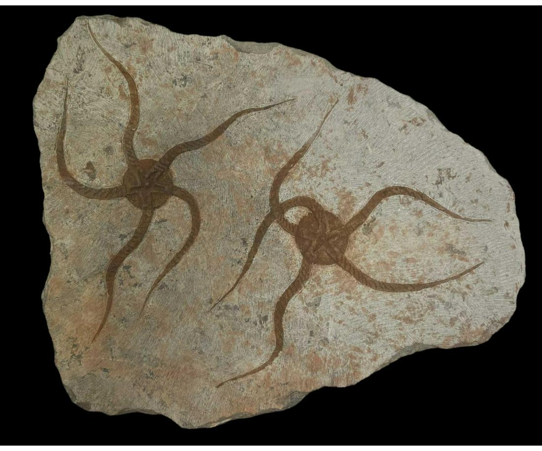 MOROCCAN JURASSIC STARFISH FOSSIL (1 of 3)