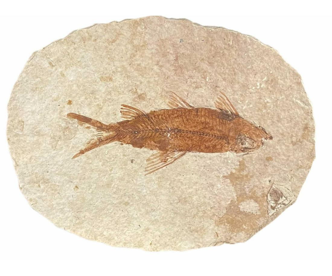 HIGH DETAIL FISH FOSSIL: HIGH DETAIL FISH FOSSIL - (F164) 0.4 LBS Height: 4 in. by Width: 3