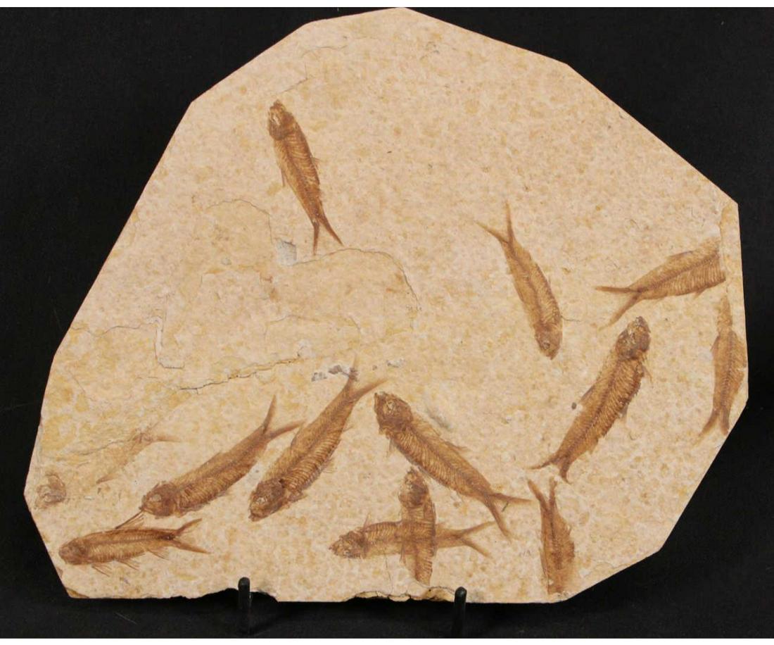 HIGH DETAIL 12 FISH FOSSIL (1 of 3)